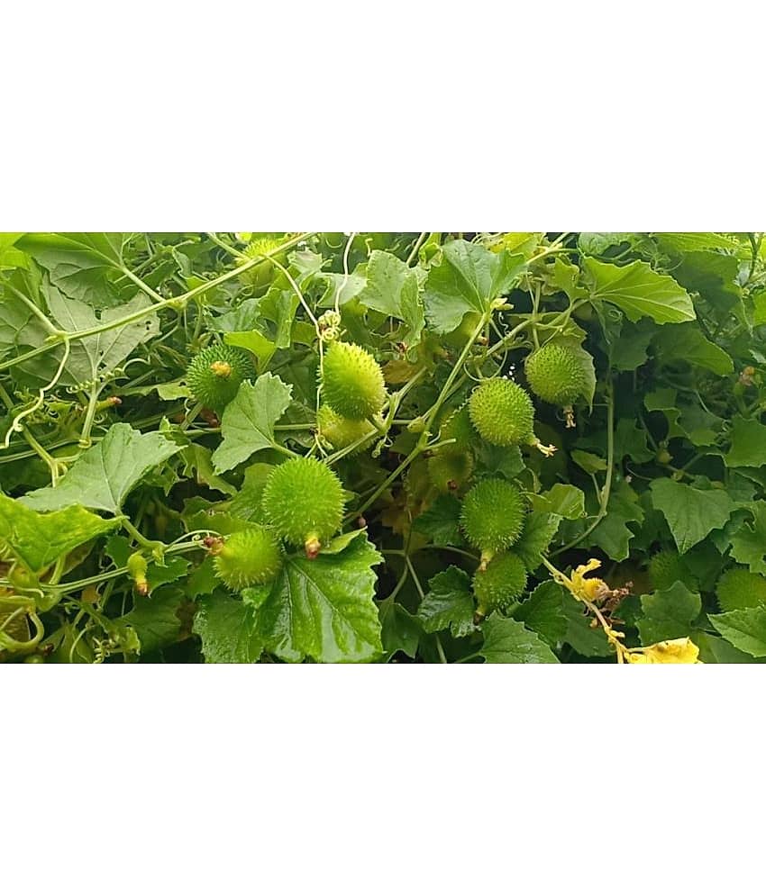 Momordica dioica Seeds for kitchen gardening Kakoda Kantola Vegetable Seeds- pack of 20 seeds view 2