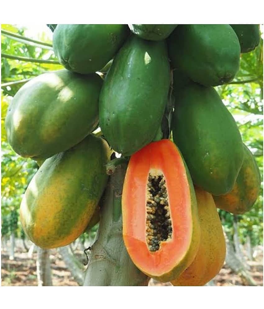 Papaya Seeds thai big red Variety Dwarf Fruit 50 seeds + Instruction Manual view 2