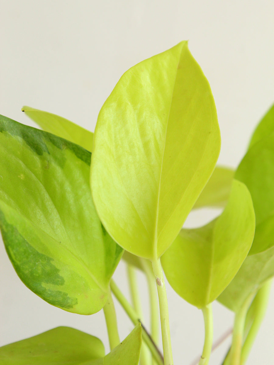 Money Plant Golden (Medium) view 2