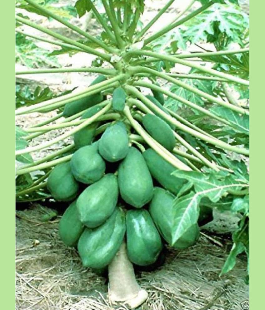 homeagro - Papaya Fruit ( 50 Seeds ) view 2