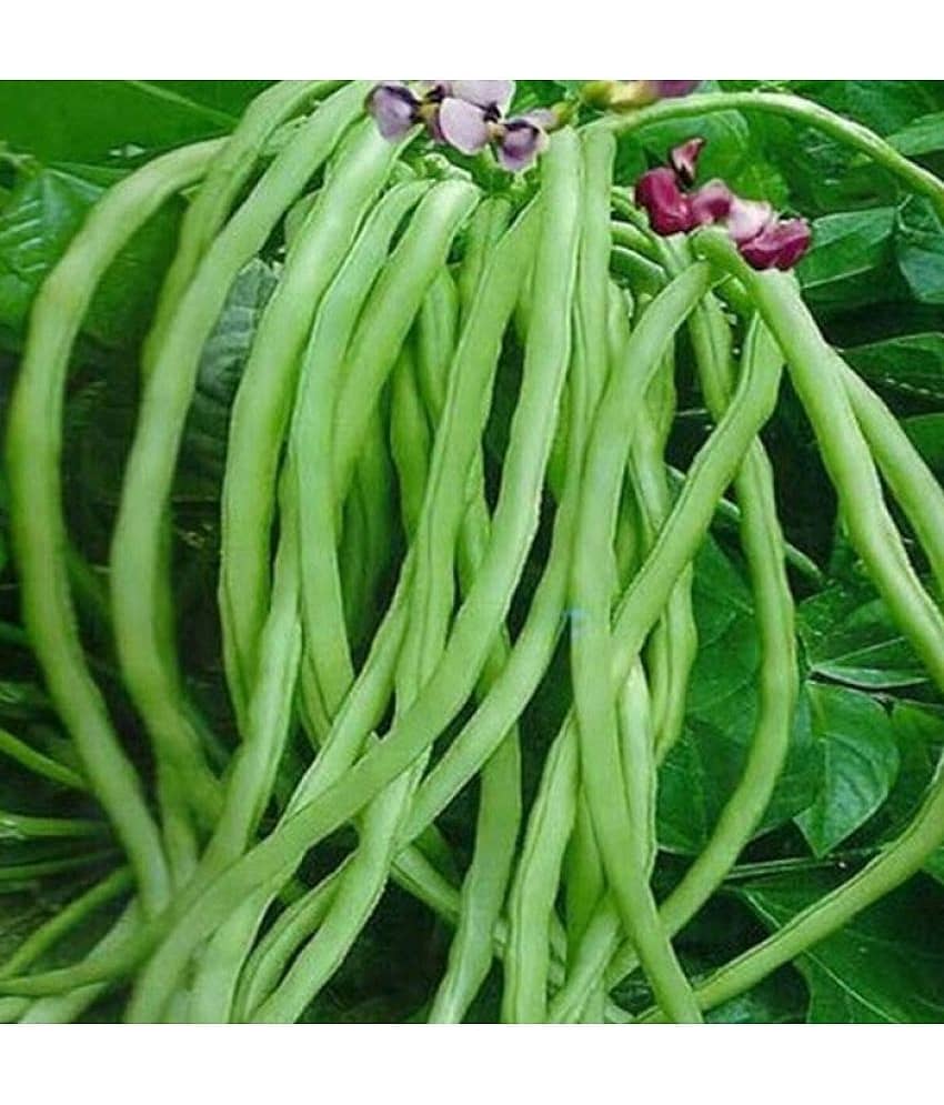 lobiya ke beej Organic Cowpea Seeds pack of 50 view 2