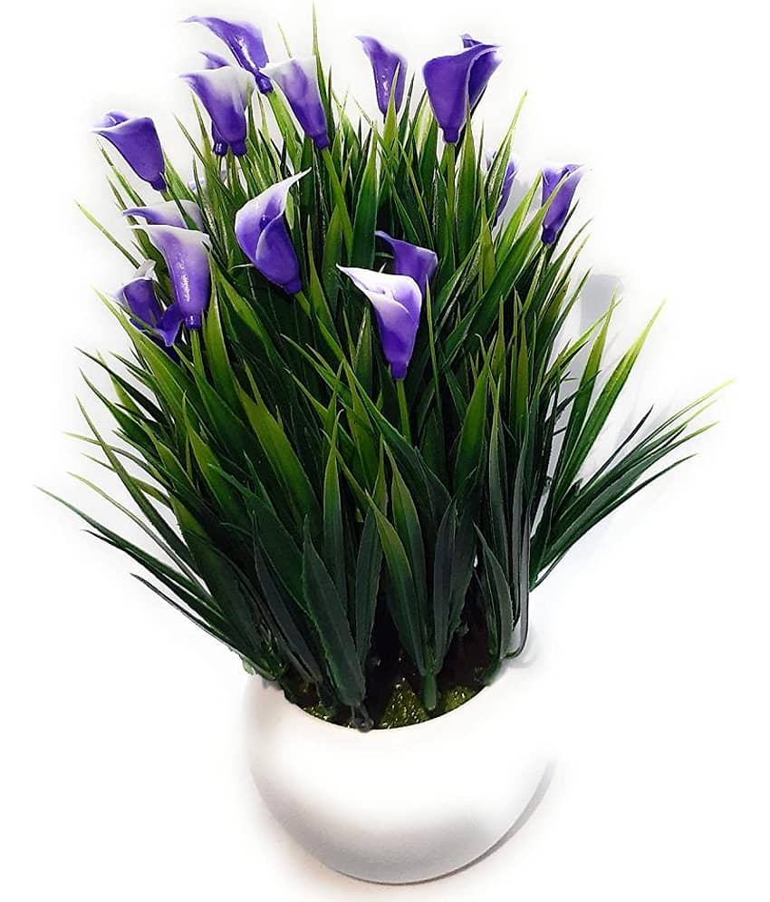Green plant indoor Wild Flower Blue Flowers With Pot - Pack of 1 view 2