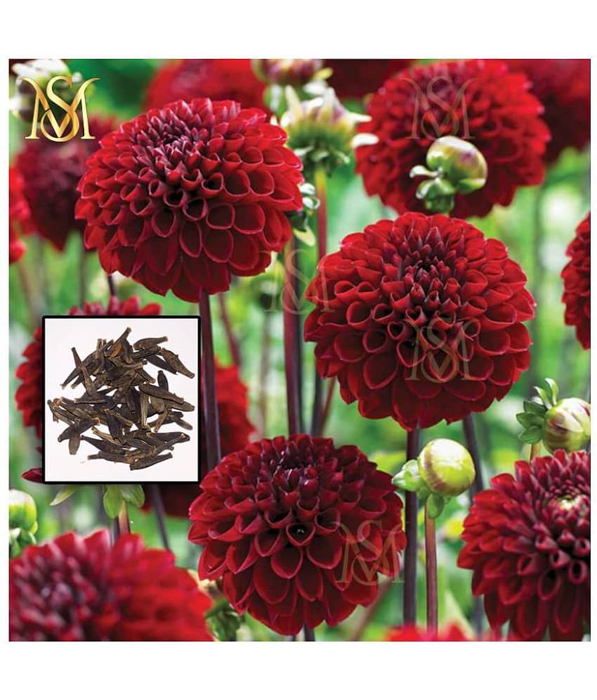 MS Dalhia Seed / Dahlia Hybrids Mixed Color - Dahlia Flower Seeds view 2