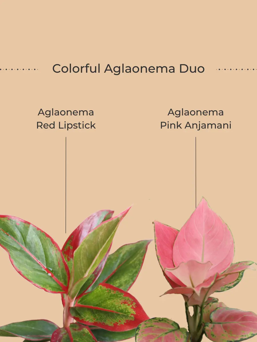 Colorful Aglaonema Combo (Small) view 2