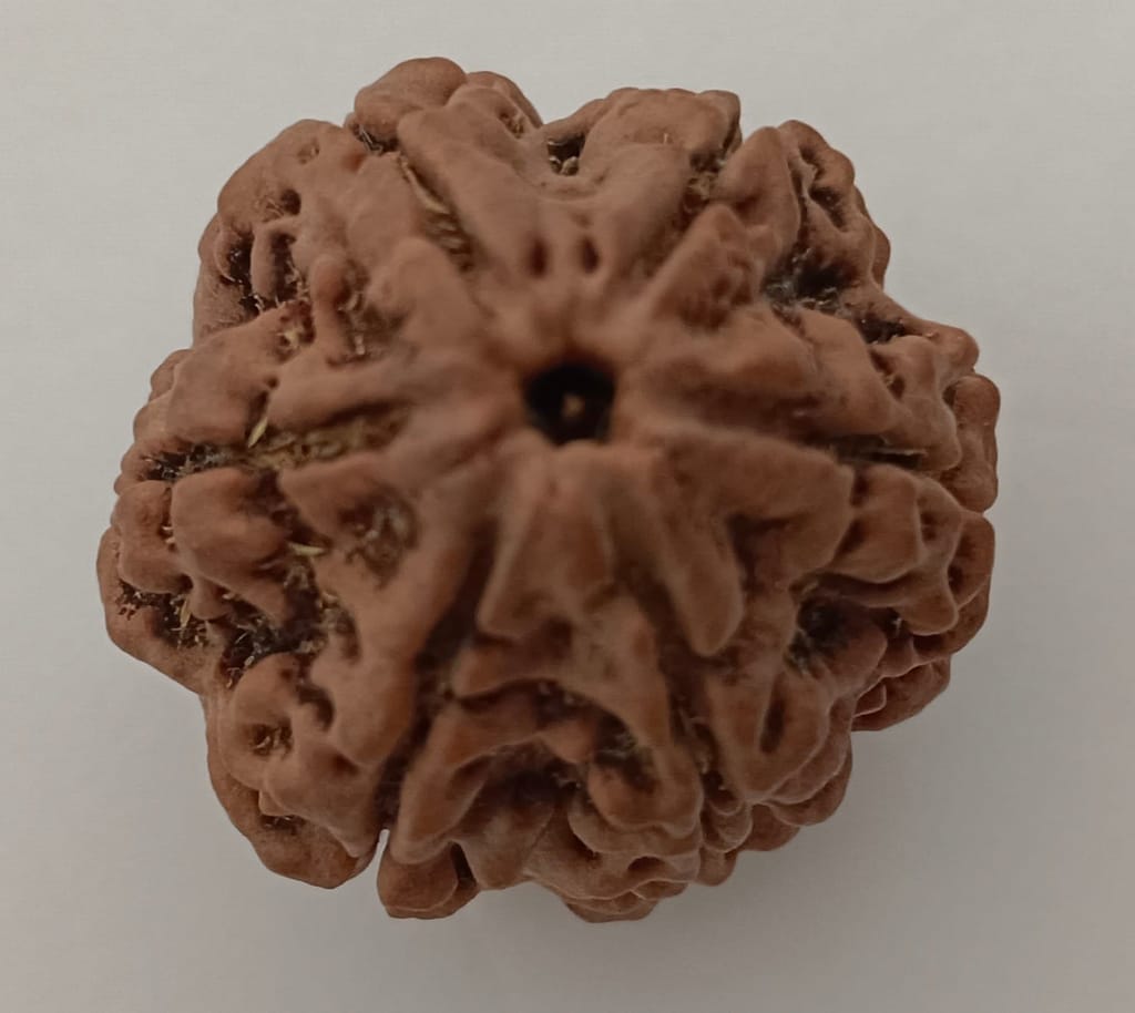 6 mukhi Rudraksh view 2