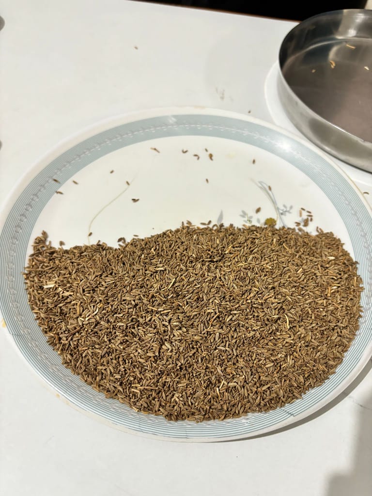 Cumin view 2
