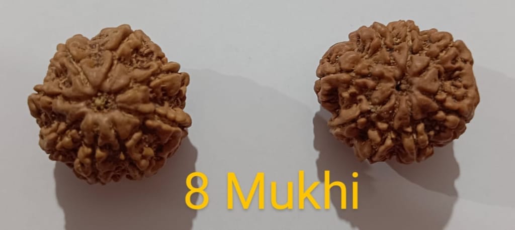 8 Mukhi Rudraksh view 2