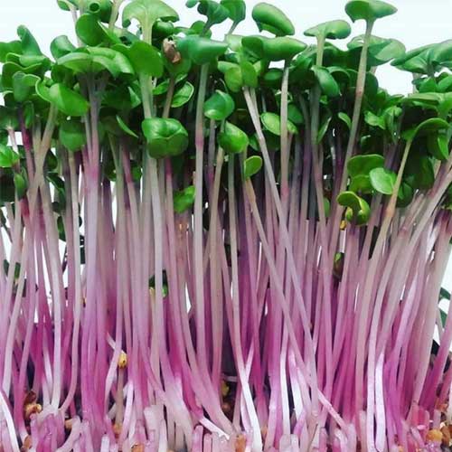 Radish Pink Microgreen 100Gm