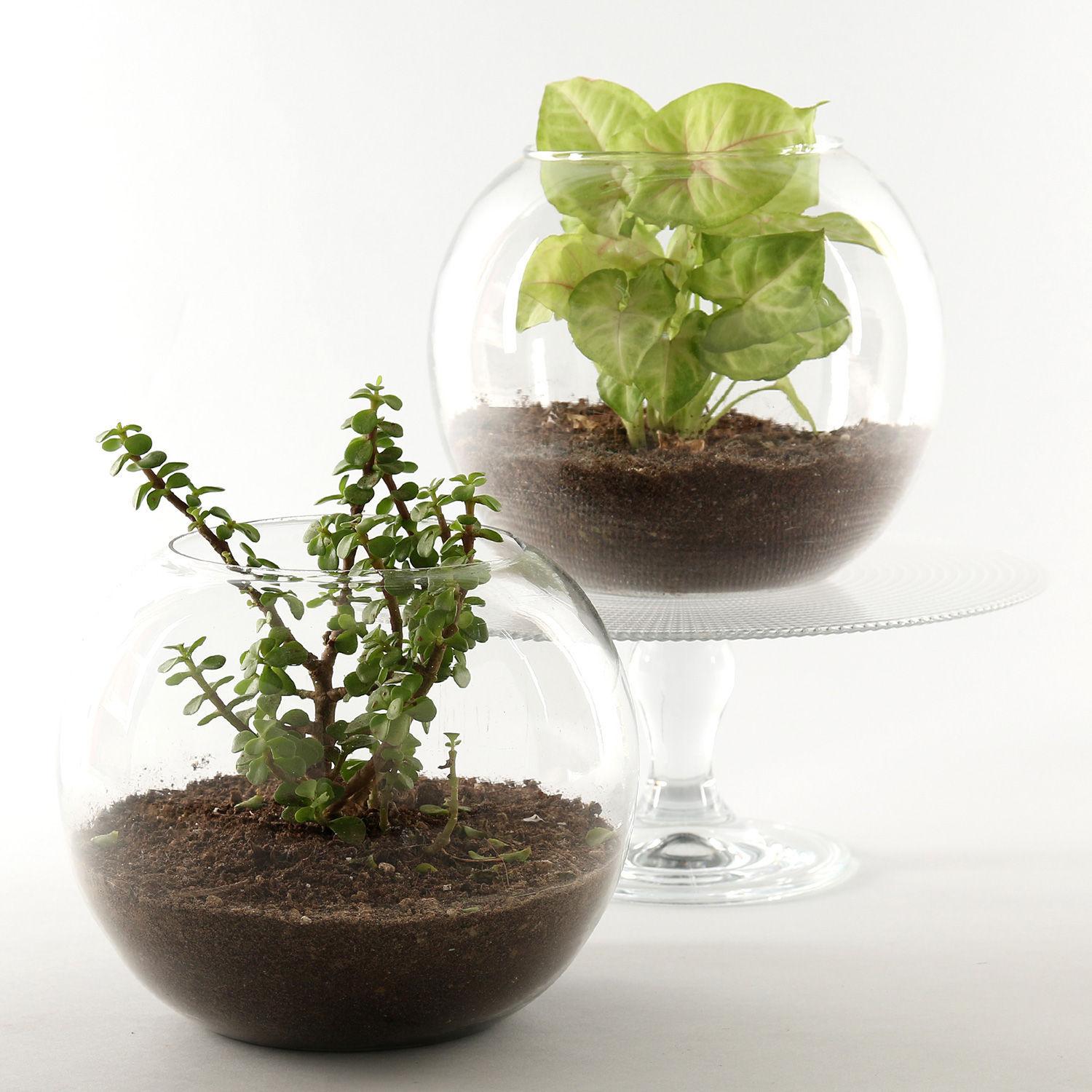 Jade & Syngonium Plant Terrarium Set view 2