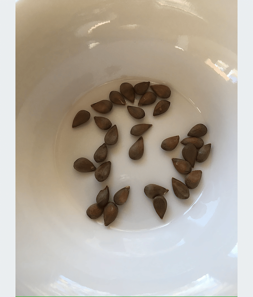 PARTHVA SEEDS Apple Fruit ( 10 Seeds ) view 2