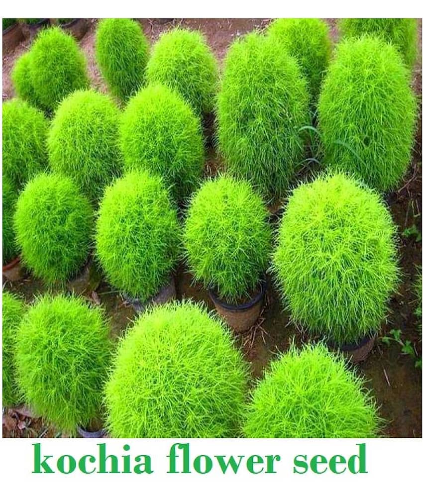 homeagro Kochia Bush Green Flower ( 20 - seed )Special for Home and Balcony Gardening view 2