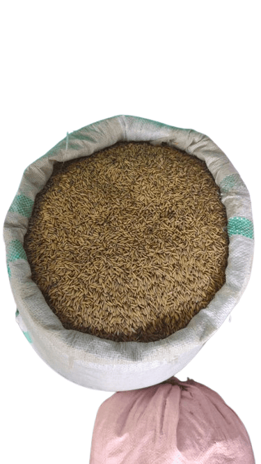 Paddy view 2