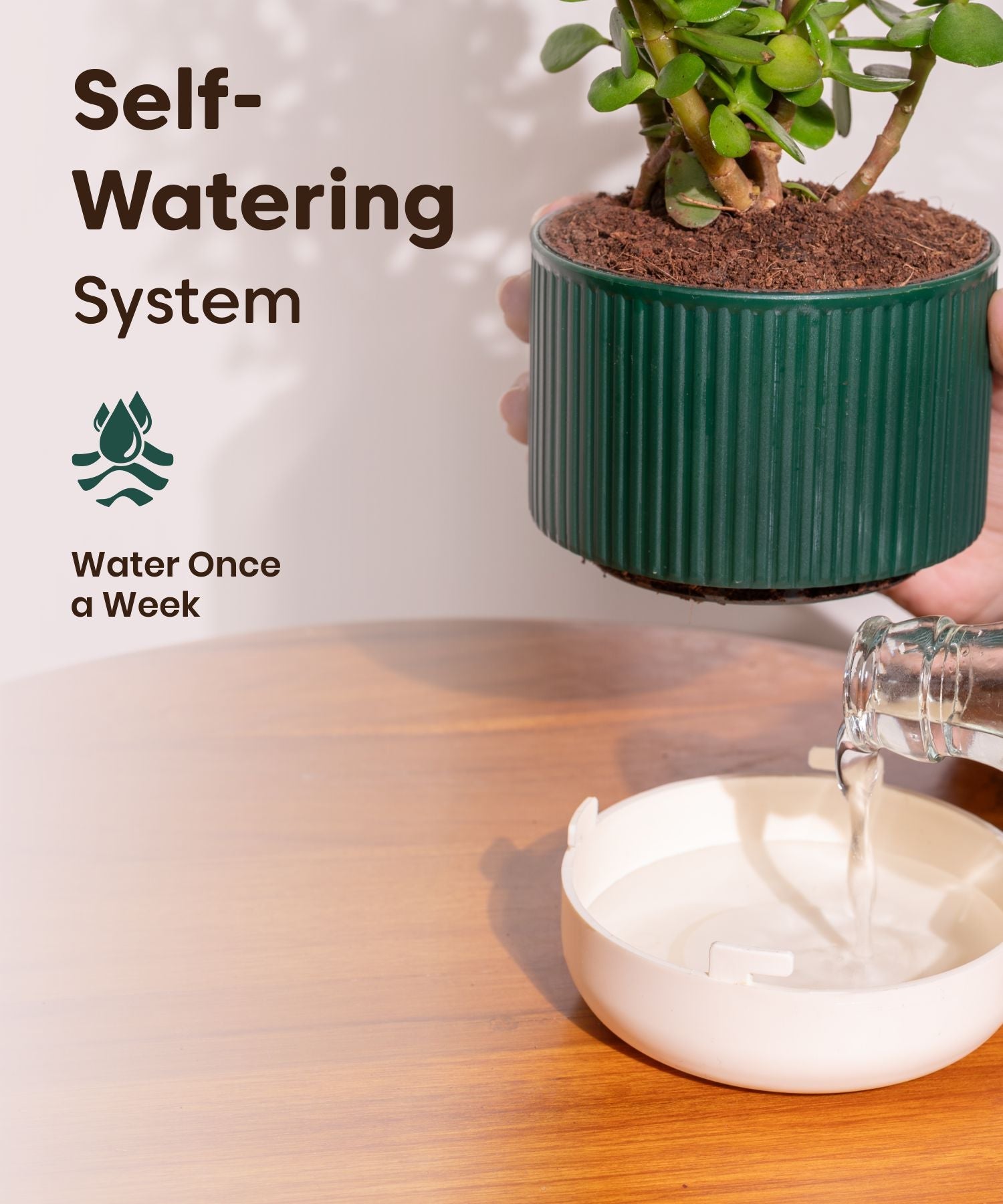 Money Variegated Plant With Mylo Self Watering Pot view 2