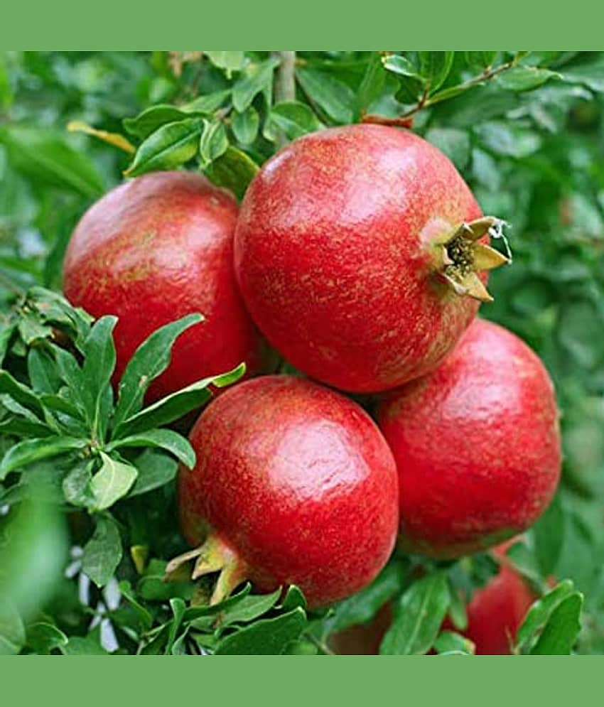 Cloud Farm Outdoor Fruit Plant ( Pack of 1 ) view 2