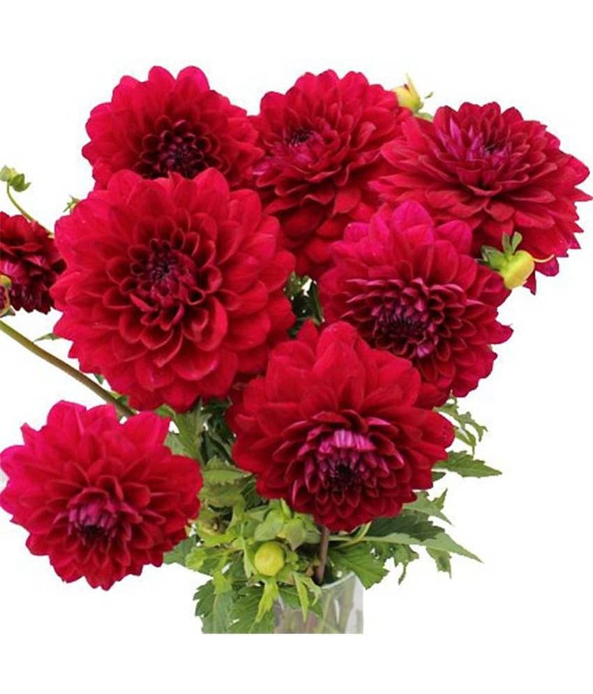 Dahlia Flower Seeds view 2