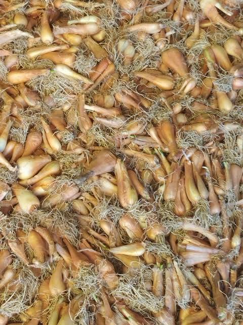 Kashmiri Organic Pran (Shallot) view 2