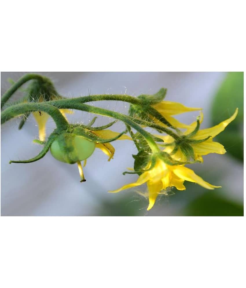 Hybrid Cherry Tomato Organic seed - 50 view 2