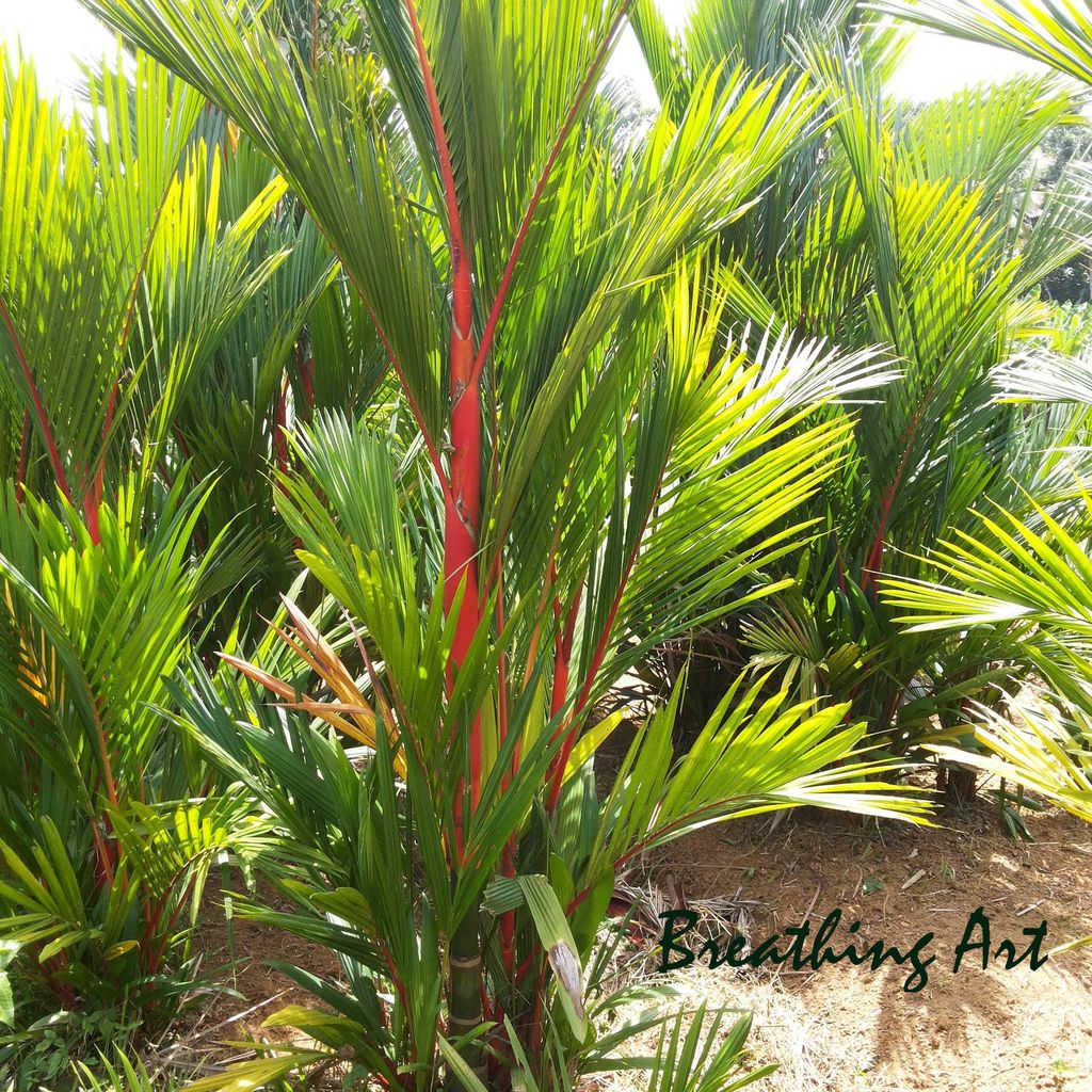 Breathing Art - Red Palm/Lipstick Palm (M) view 2