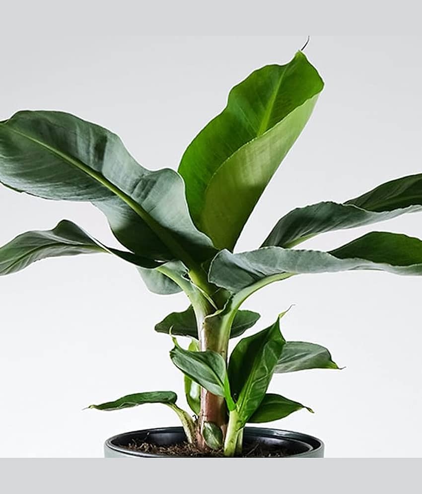 Cloud Farm Outdoor Fruit Plant ( Pack of 1 ) view 2