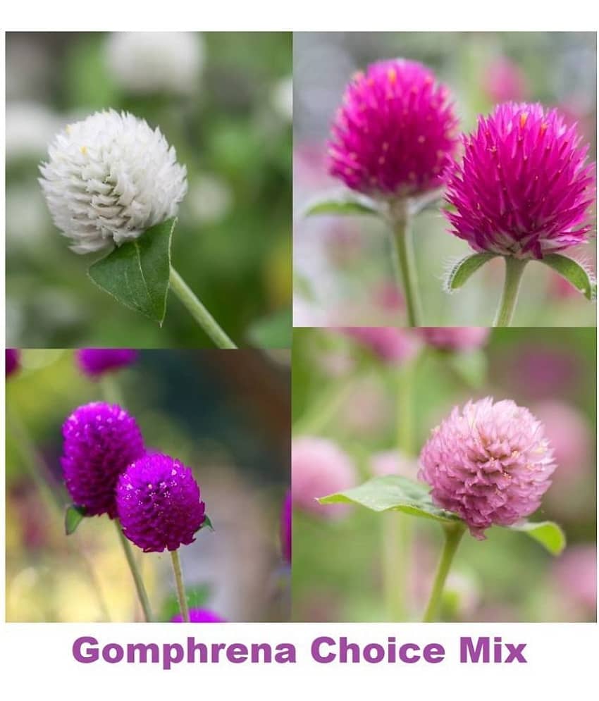 homeagro Gomphrena Choice Mix Flower ( 20 - Seeds ) For Garden - Kitchen Garden view 2