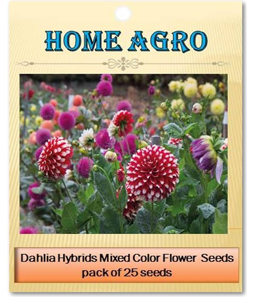homeagro - Dahlia Mixed Flower ( 25 Seeds ) view 2