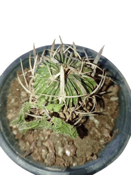 Multicostatus Cactus Plant view 2