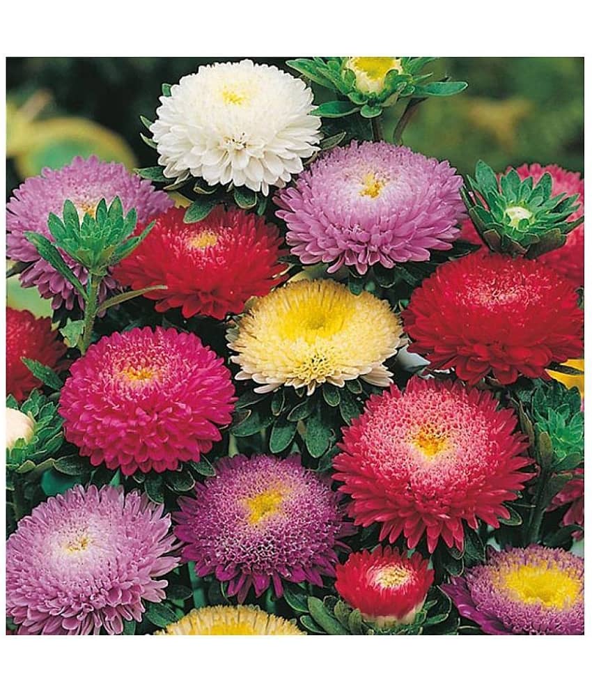 ASTER PRINCESS MIX FLOWER SEEDS - PACK OF 40 SEEDS view 2