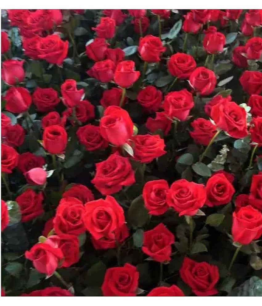 CLASSIC GREEN EARTH - Tube Rose Flower ( 60 Seeds ) view 2