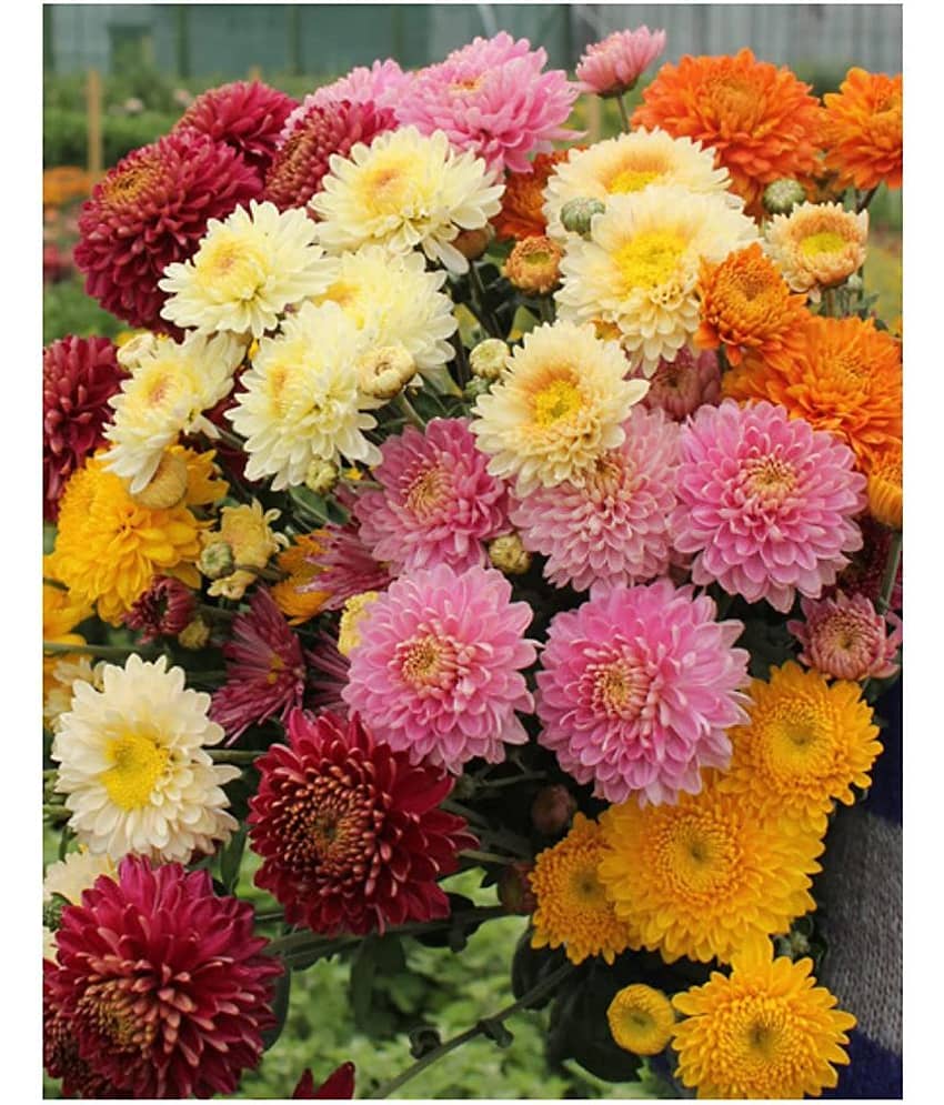 homeagro - Indian Chrysanthemum Mixed Flower ( 50 Seeds ) view 2