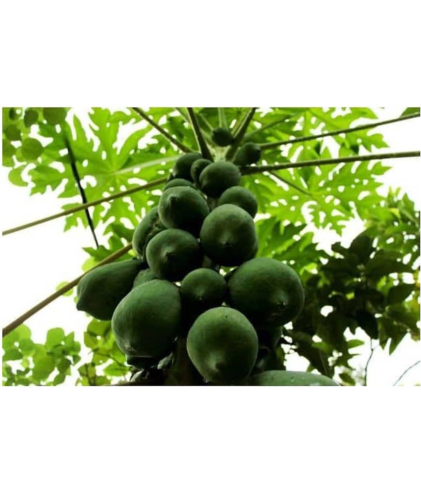 Dwarf Papaya F1 Hybrid Fruit Seeds 50 Seeds view 2