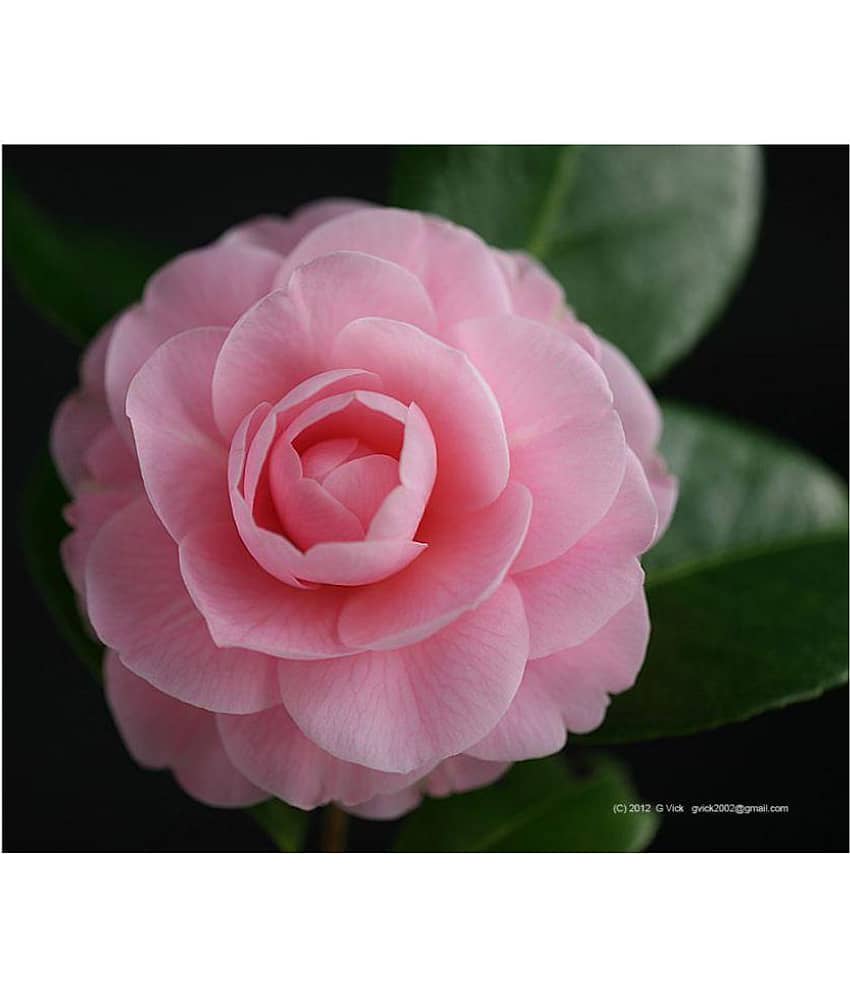 Nema Camellia flowers seeds - 50 Seeds view 2