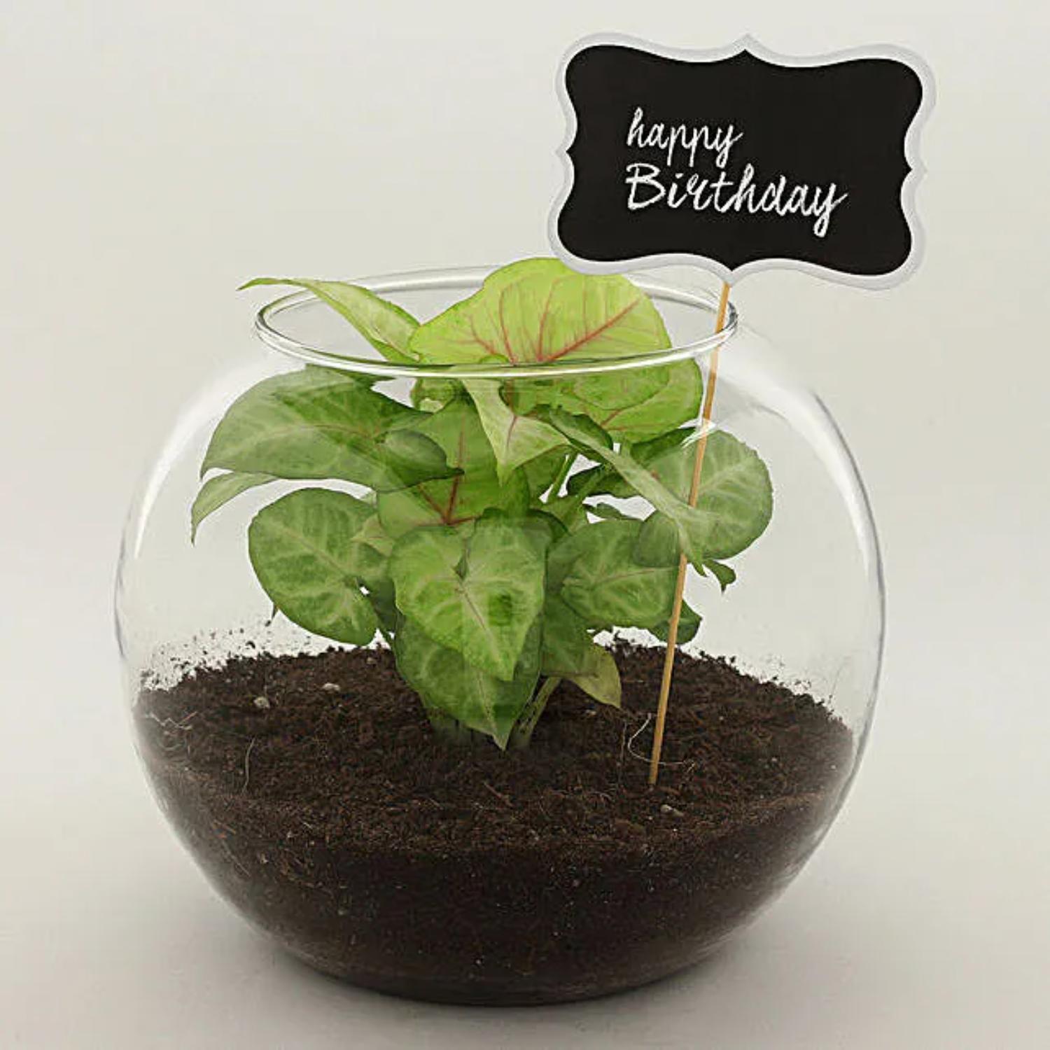 Syngonium Plant For Birthday Special view 2
