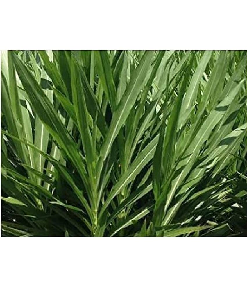 SUPER NAPIER GRASS Seed (APPROX 500 SEEDS per packet) view 2