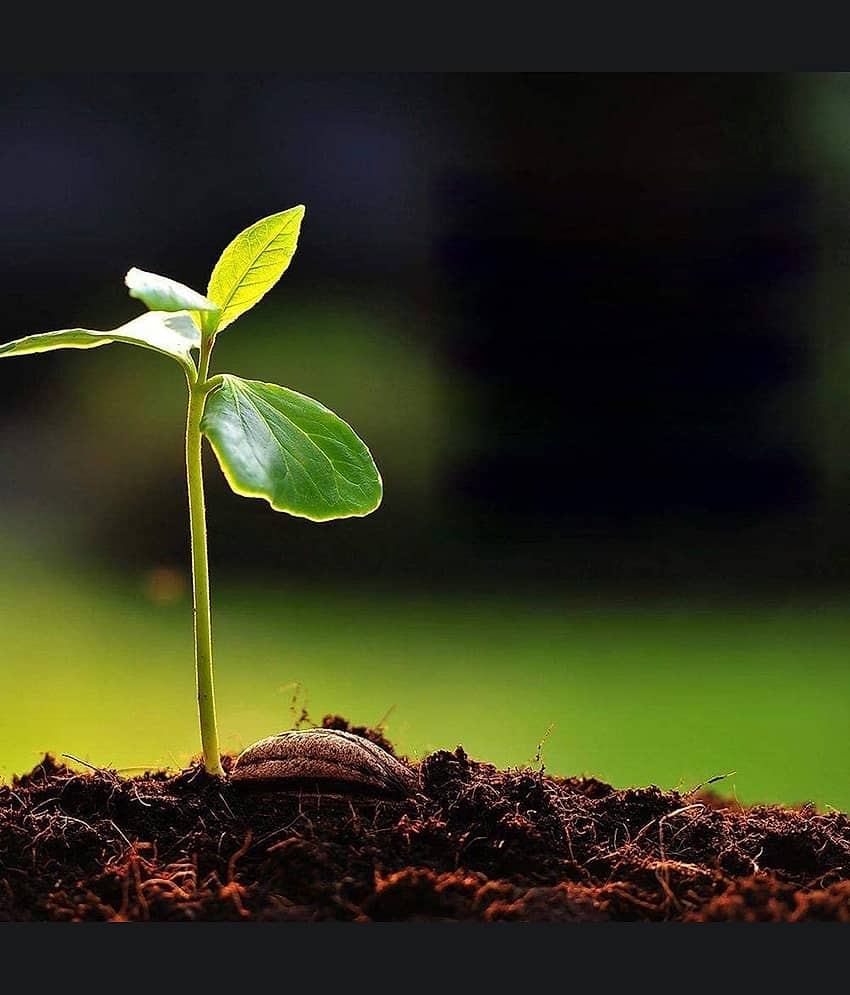 Neem Powder Organic Fertilizer-Neem Khali view 2