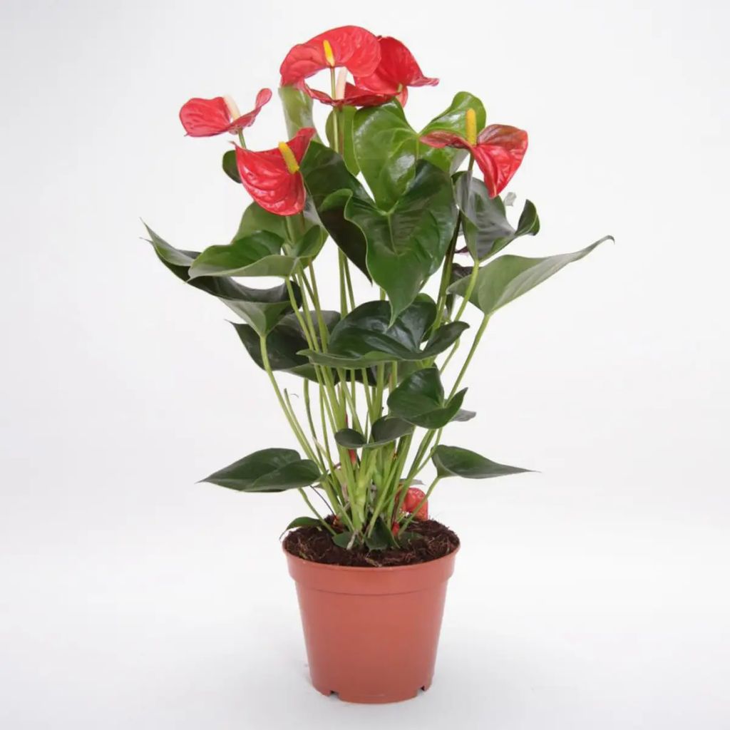 Red Anthurium Plant view 2