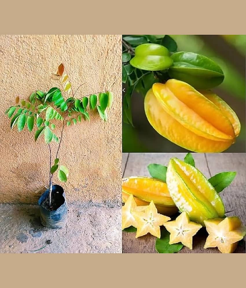 Cloud Farm Outdoor Fruit Plant ( Pack of 1 ) view 2