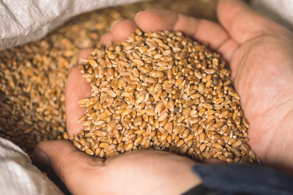 Wheat-1544 view 2