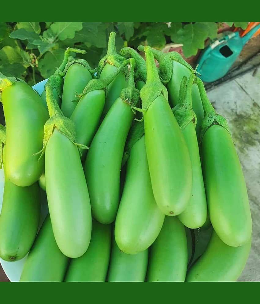 Green Long Brinjal (Baigan ke beej) Vegetable Seeds Pack Of 50 | Organic | for Planting in Home Kitchen Terrace Balcony Gardening view 2