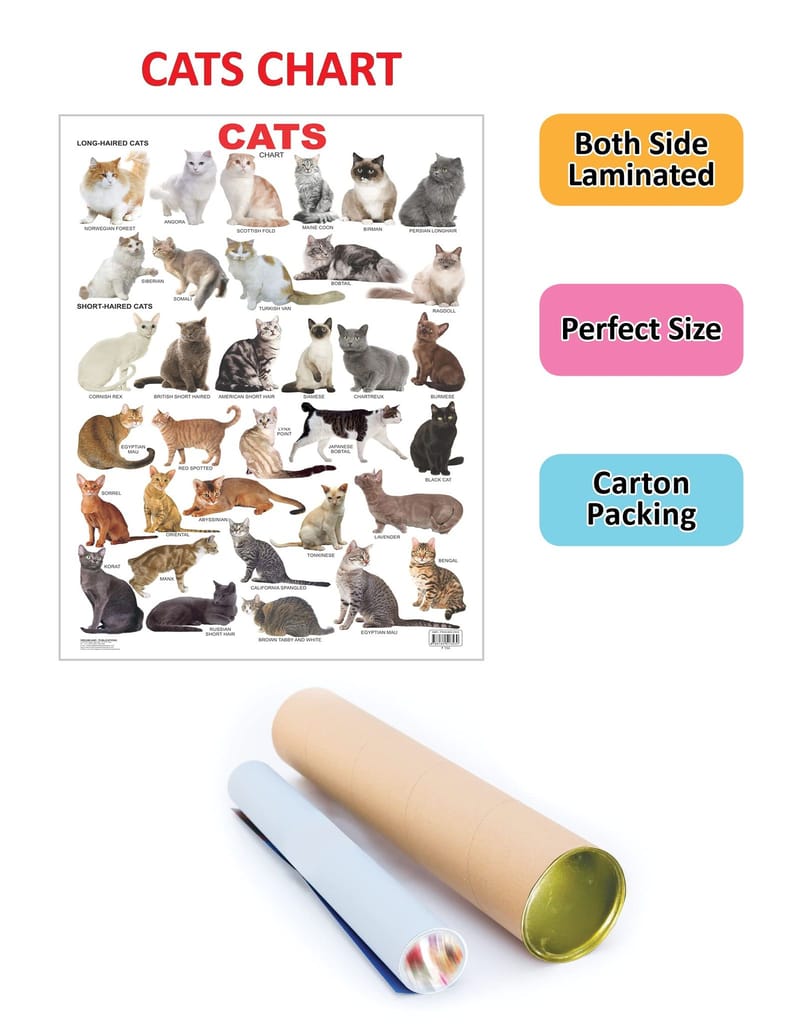 Cat Chart Educational Wall Chart For Kids - Both Side Hard Laminated (Size 48 x 73 cm) [Poster] Dreamland Publications view 2