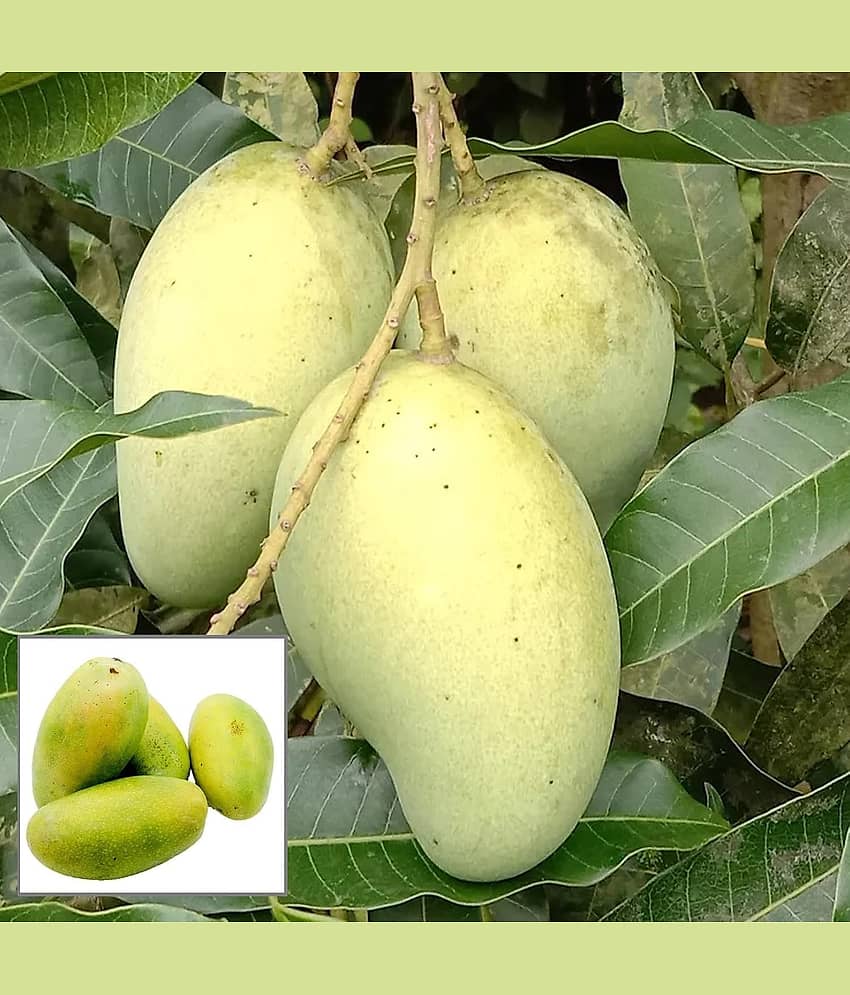 Cloud Farm Outdoor Mango Fruit Plant Pack of 1 view 2