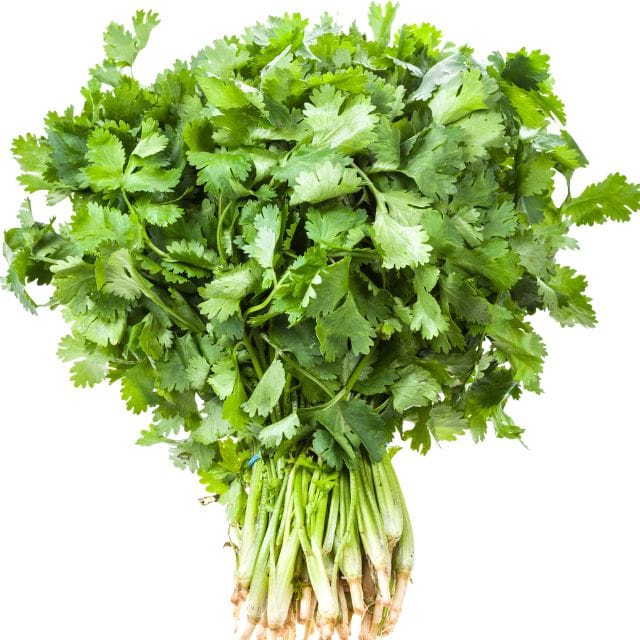 fresh green coriander view 2