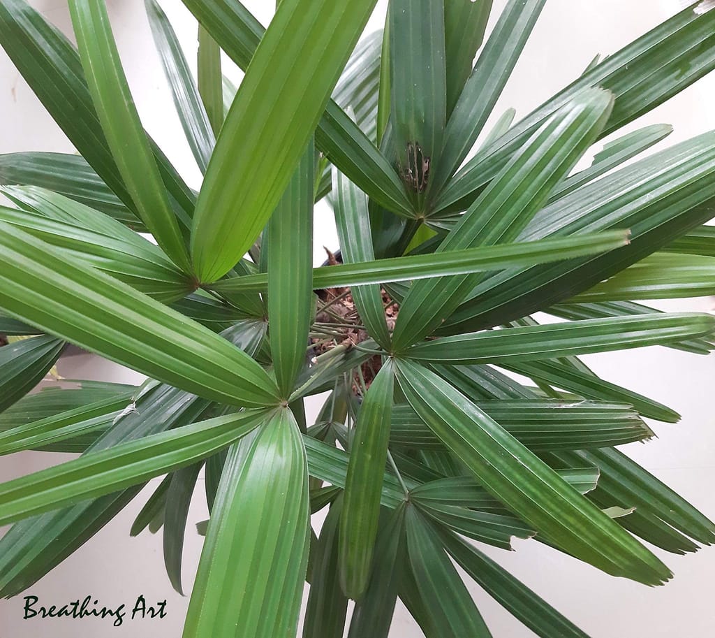 Breathing Art - Rhapis excelsa lady palm (M) view 2