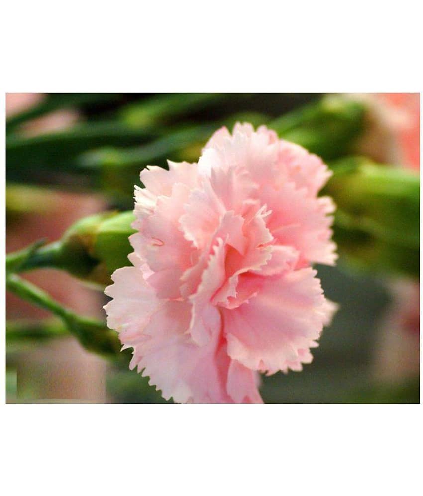 Flower Seeds : Carnations That Express Love Seeds Winter Flowers Garden Herge Home Garden Plant Seeds Eco Pack Garden Plant Seeds By Amazonite Enterprises view 2