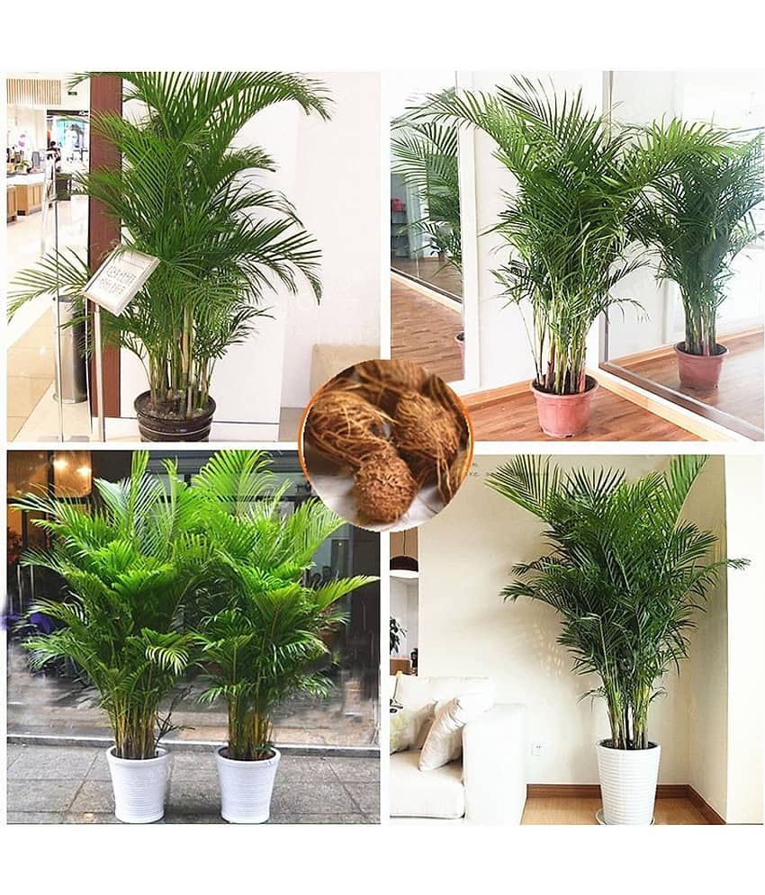 homeagro - Areca palm Plant ( 5 Seeds ) view 2