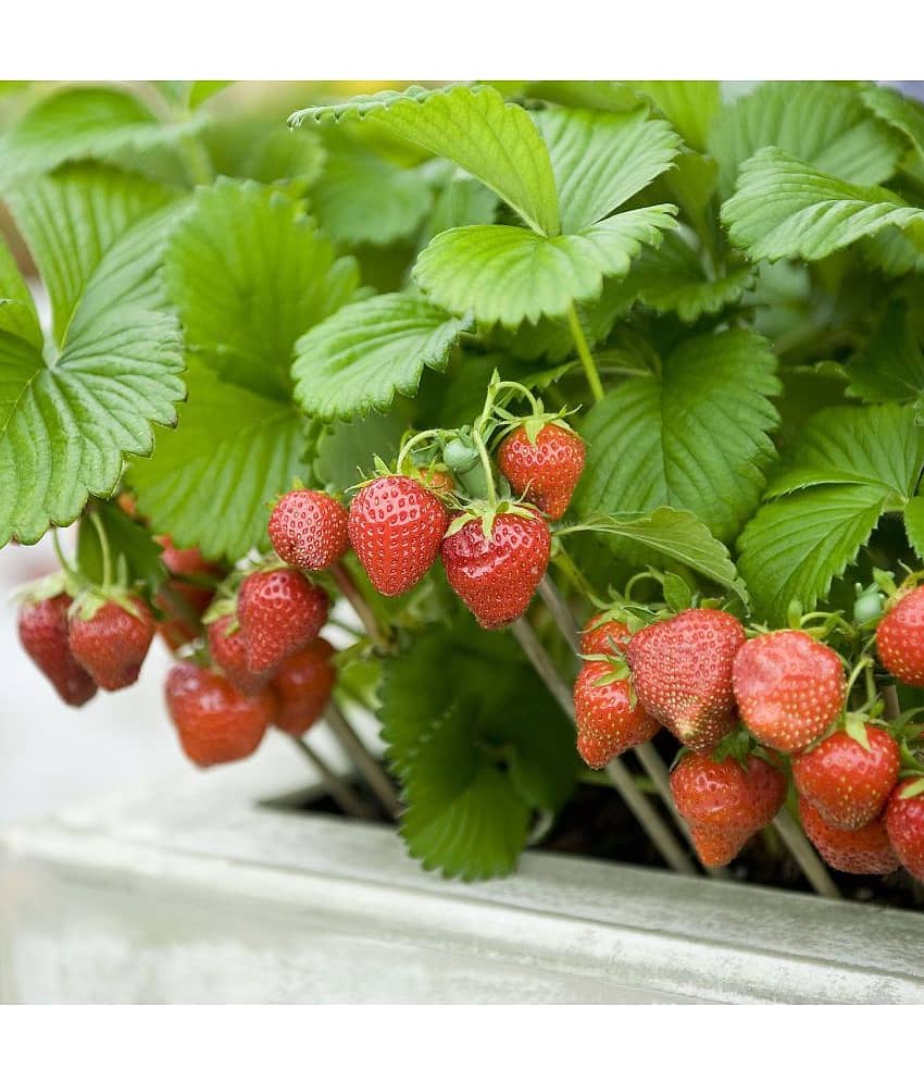 Strawberry Alpine Fragaria Variety seed ( 20 Seeds) view 2