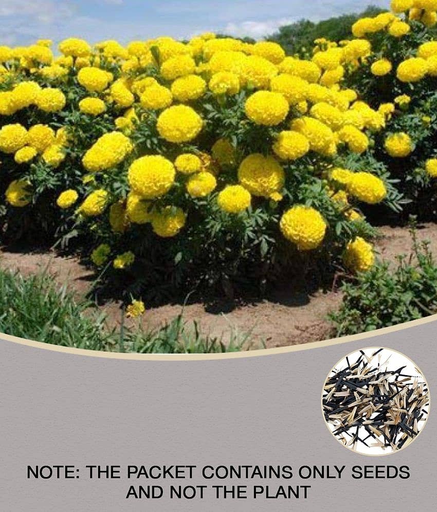 Marigold Flower Seeds For All Season - Pack of 50 Seeds