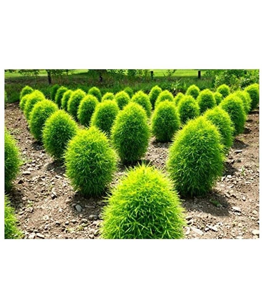 Recron Seeds Kochia Plant, Burning Bush - Foliage Plant 30 Seeds view 2
