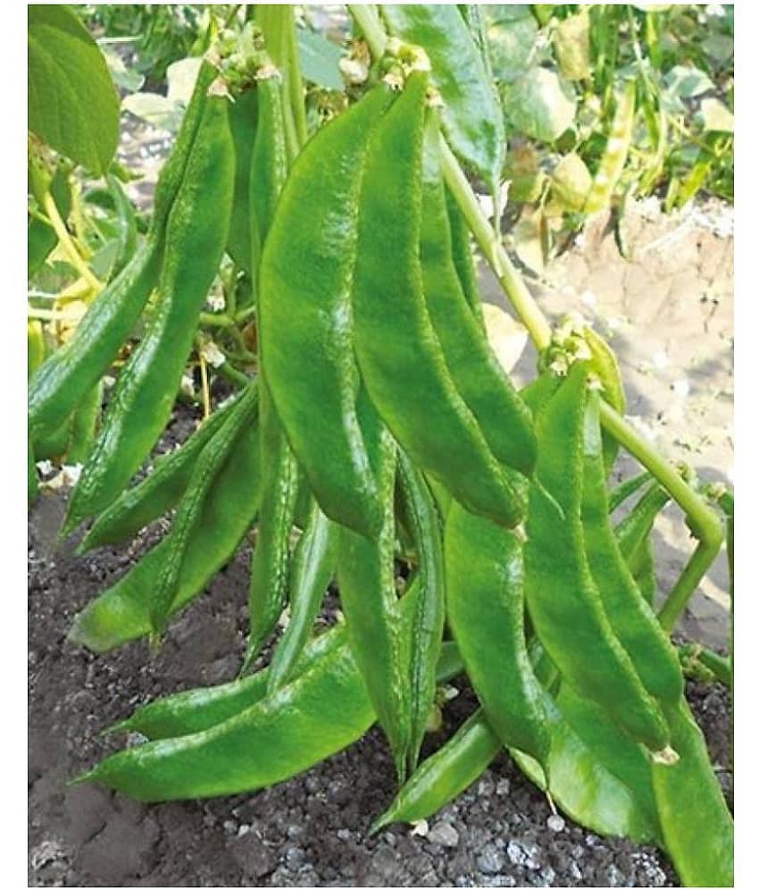 Lablab Seeds F1 Hybrid Creeper Seeds Beans ( 30 seeds ) view 2
