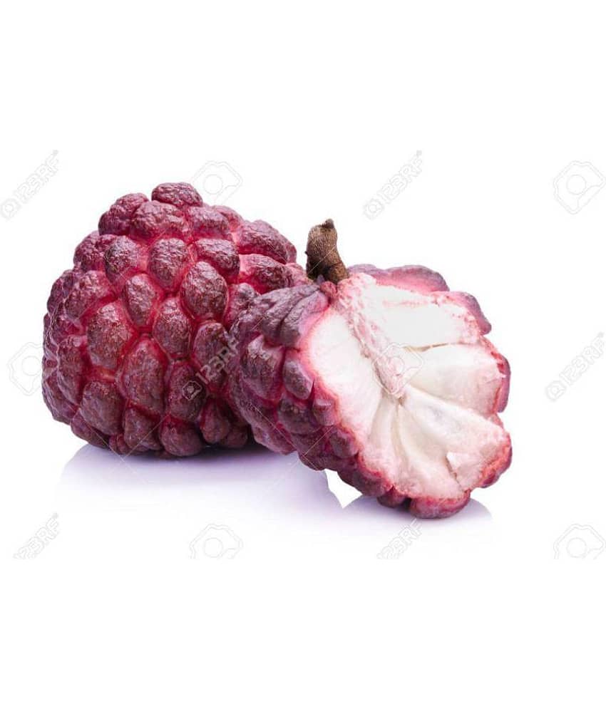 RARE RED Sugar Apple Fruit seeds - 20 Pcs TN ORGANIC view 2