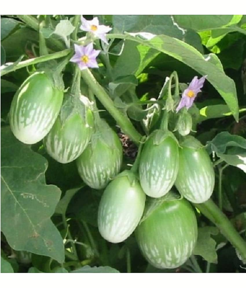 BRINJAL GREEN GOL Seed, F1 Hybrid (50 seeds) view 2